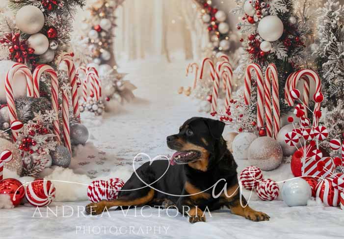 Dog Friendly Christmas Kent 2025