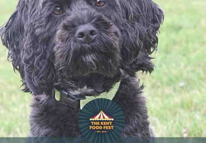 Dog Friendly Kent Weekend Guide 23 May 2026 24 May 2026